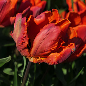 Parkiet Tulpen Blumex (x6) - Tulipa blumex - Willemse