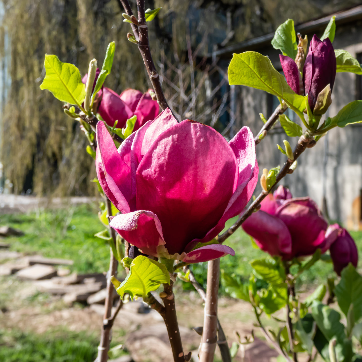 Verkoop Magnolia 'Genie'