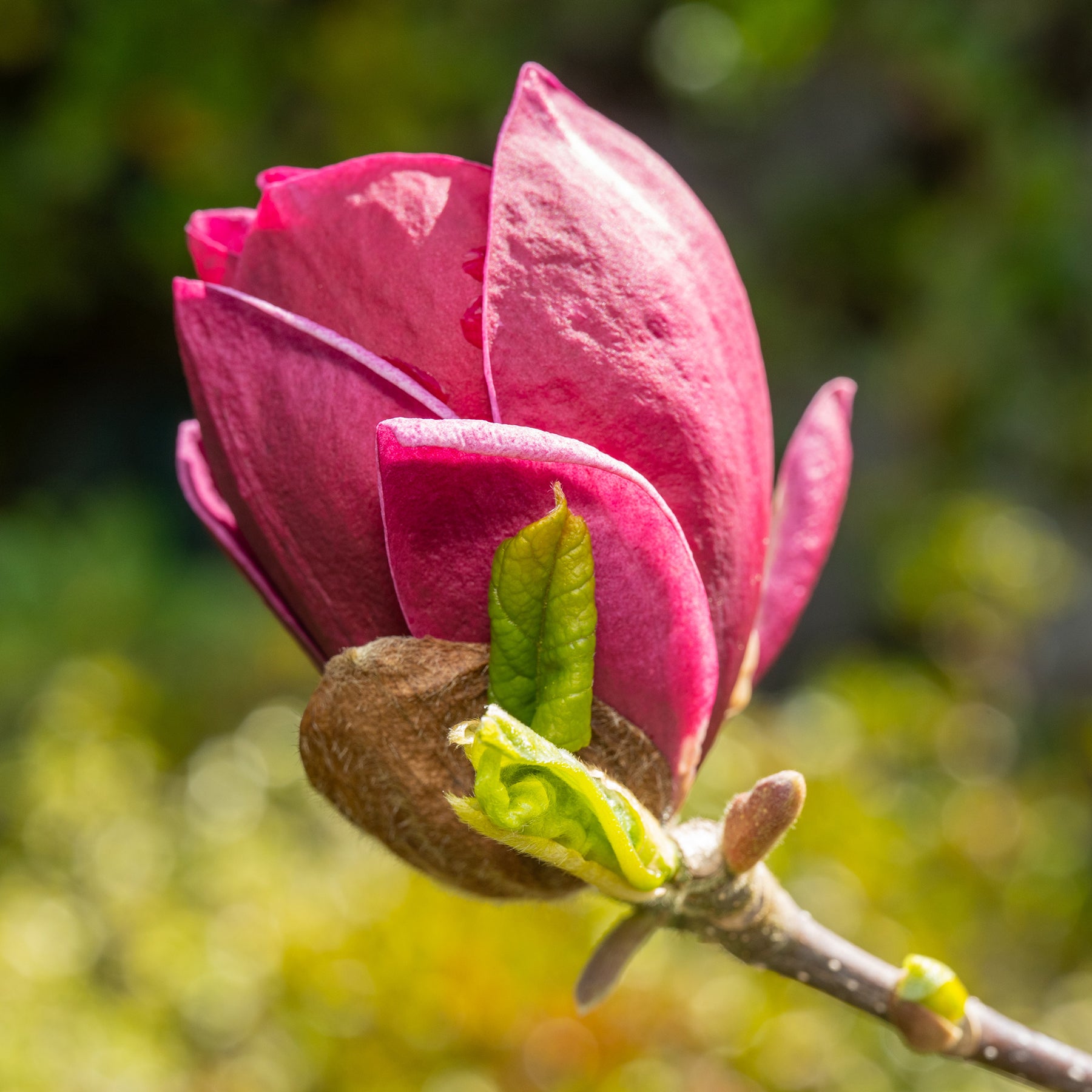 Magnolia 'Genie' - Willemse
