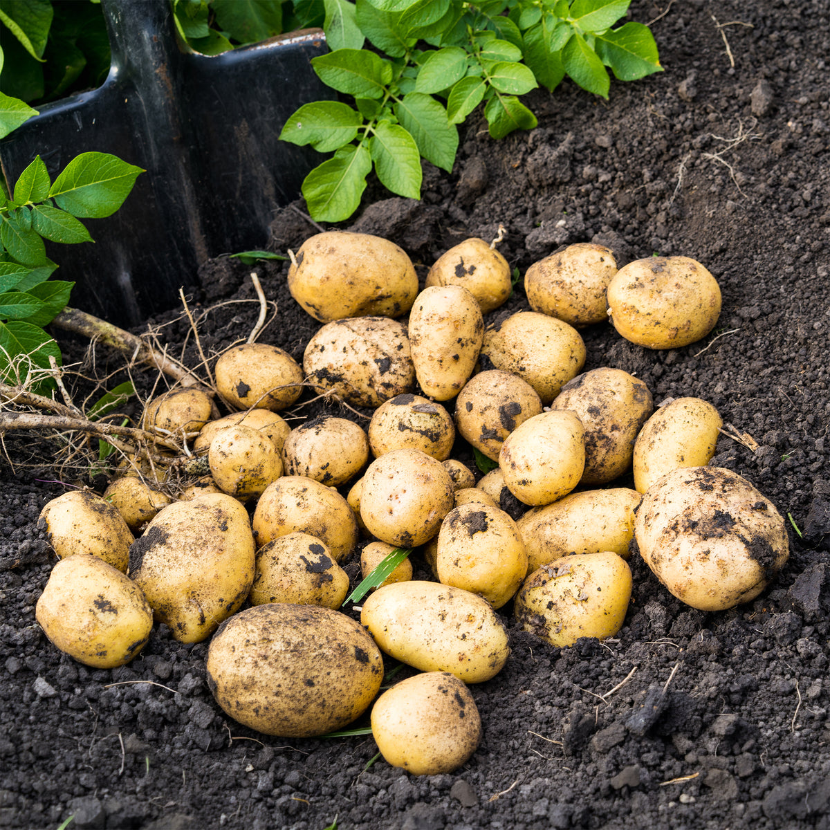 Aardappel 'Blanche' - BIO (x25) - Solanum tuberosum blanche (cn 991131) - Willemse