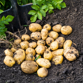 Aardappel 'Blanche' - BIO (x25) - Solanum tuberosum blanche (cn 991131) - Willemse