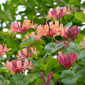 Lonicera heckrottii American Beauty, Clematis patens Piilu, Parthenocissus tricuspidata Veitchii - Collectie van  klimplanten: kamperfoelie, clematis, Wilsde Wingerd (x3) - Klimplanten