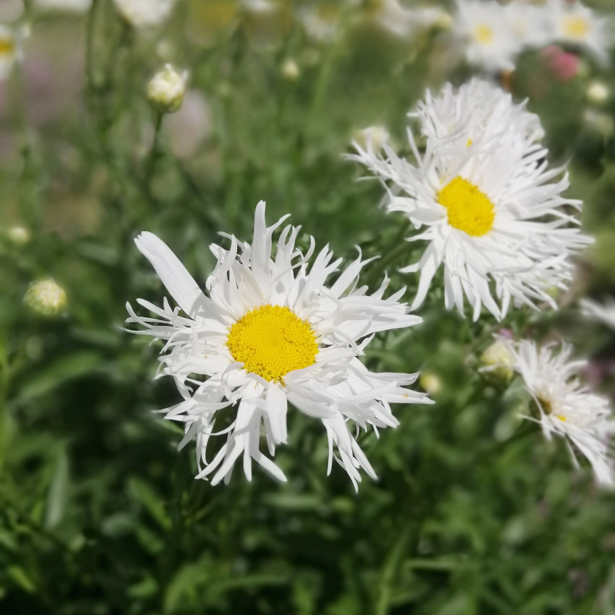 Margriet 'Old Court' (x3) - Leucanthemum x superbum old court - Willemse