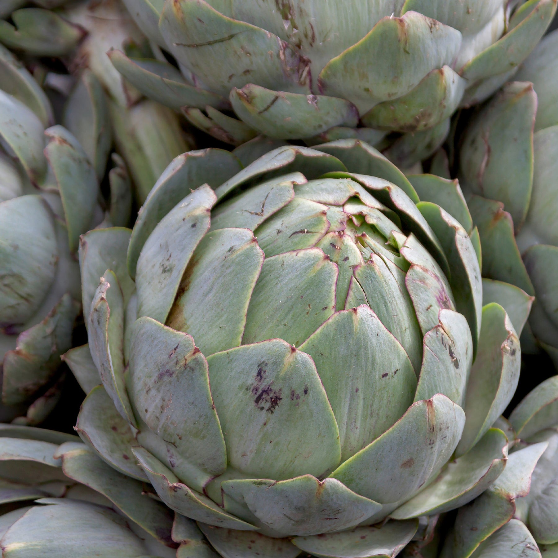 Artisjok 'Vert Vaulx Velin' - Cynara cardunculus vert vaulx velin - Willemse