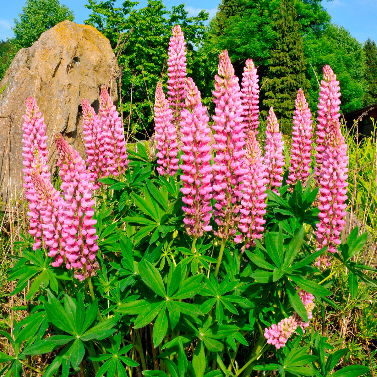 Lupine (x3)
