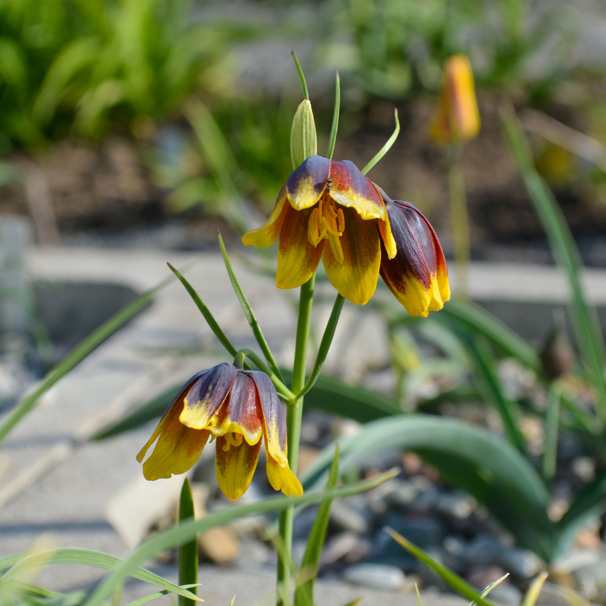 Fritillaria Uva Vulpis (x10) - Fritillaria uva-vulpis - Willemse