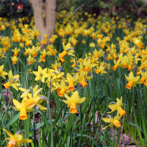Narcis Jet Fire (x5) - Willemse