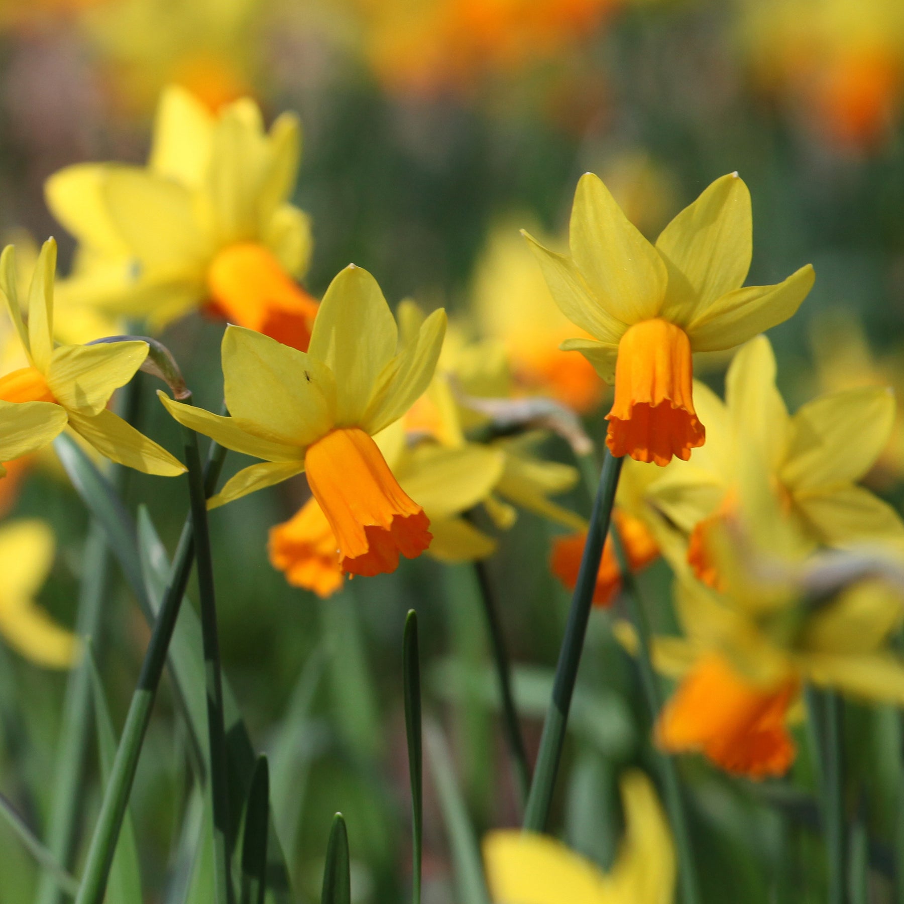 Narcis Jet Fire (x5) - Narcissus cyclamineus Jetfire - Willemse