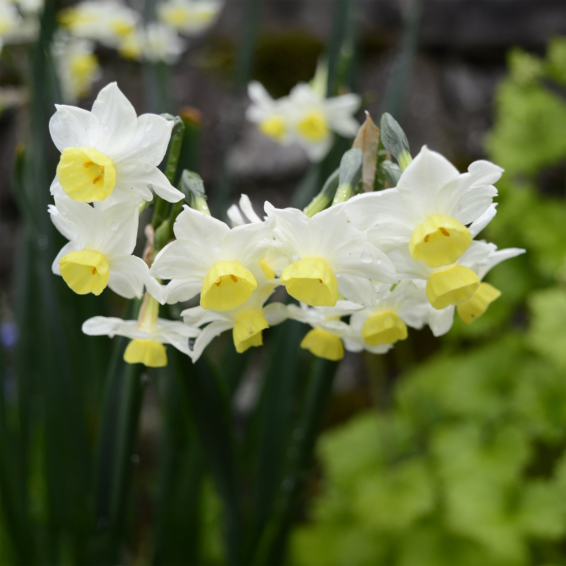 Verkoop Narcis Minnow (x10) - Narcissus tazetta Minnow