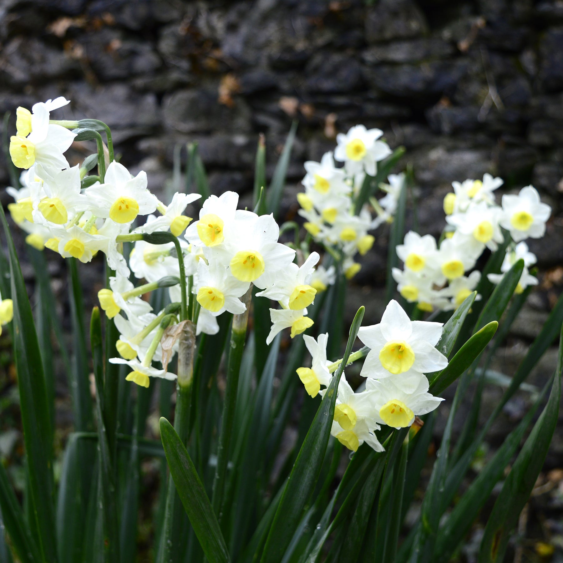 Verkoop Narcis Minnow (x10)