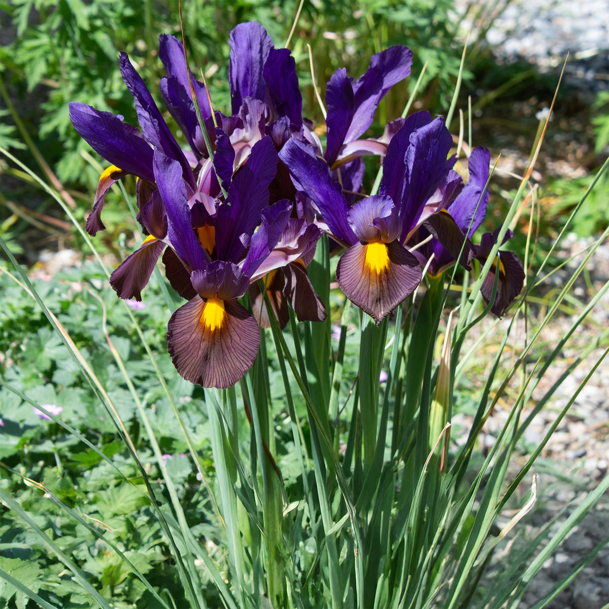 Iris 'Tiger Eyes' (x10) - Iris hollandica Tiger Eyes - Willemse