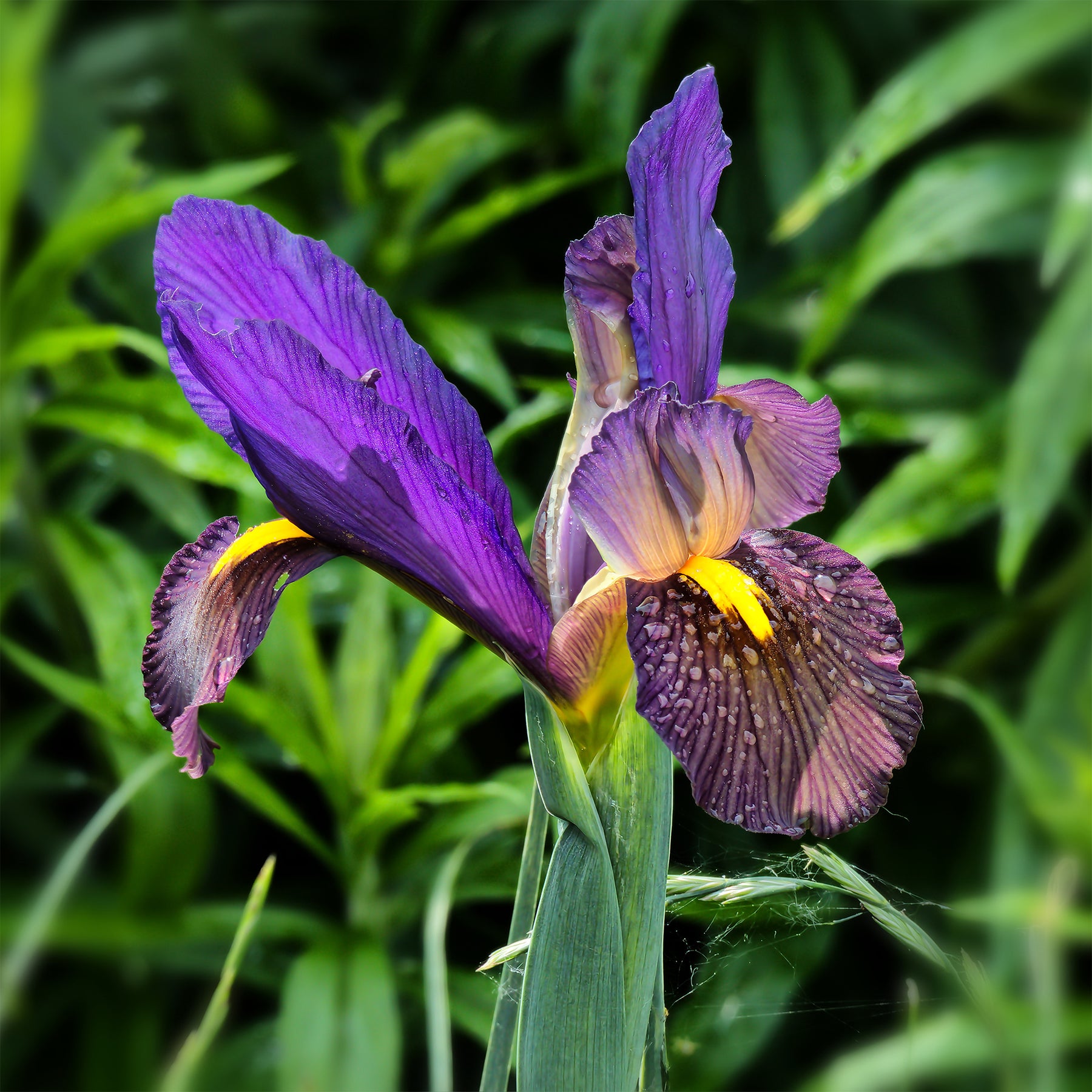 Iris 'Tiger Eyes' (x10) - Willemse