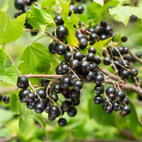 Ribes nigrum Titania - Zwarte bes op stam - Zwarte bes
