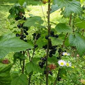 Zwarte bes op stam - Ribes nigrum Titania - Willemse