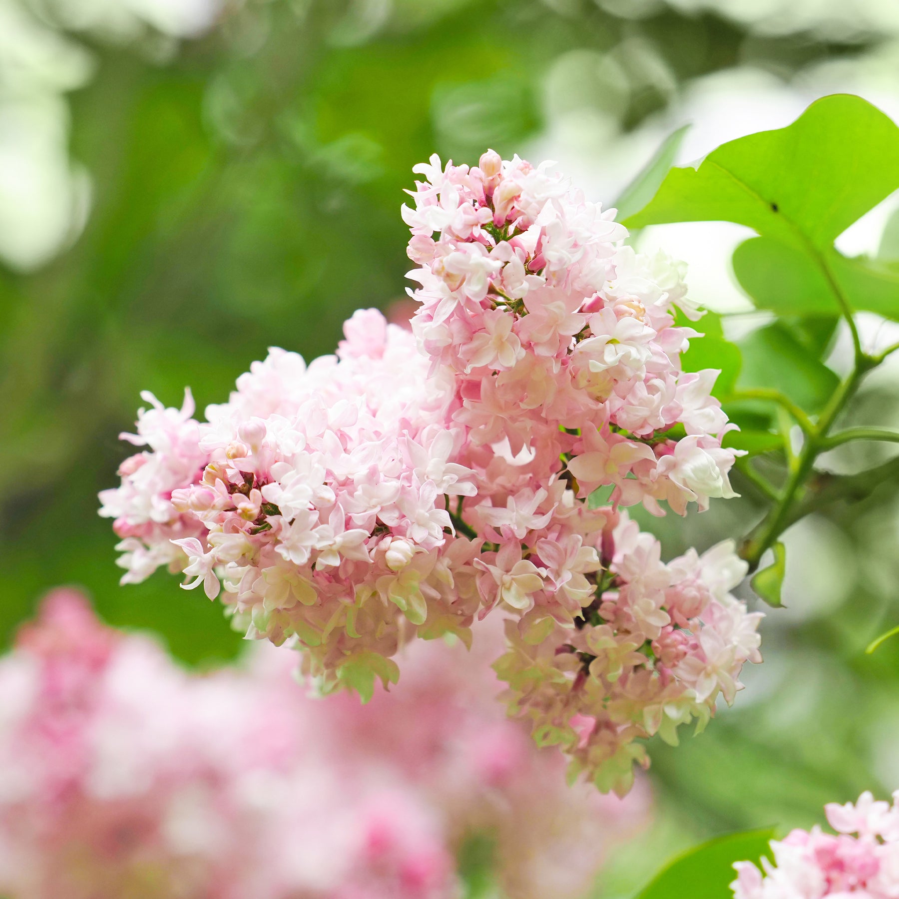 Dubbelbloemige sering 'Beauty of Moscow' - Syringa vulgaris Beauty of Moscow - Willemse