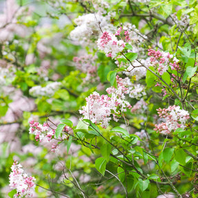 Dubbelbloemige sering 'Beauty of Moscow' - Willemse