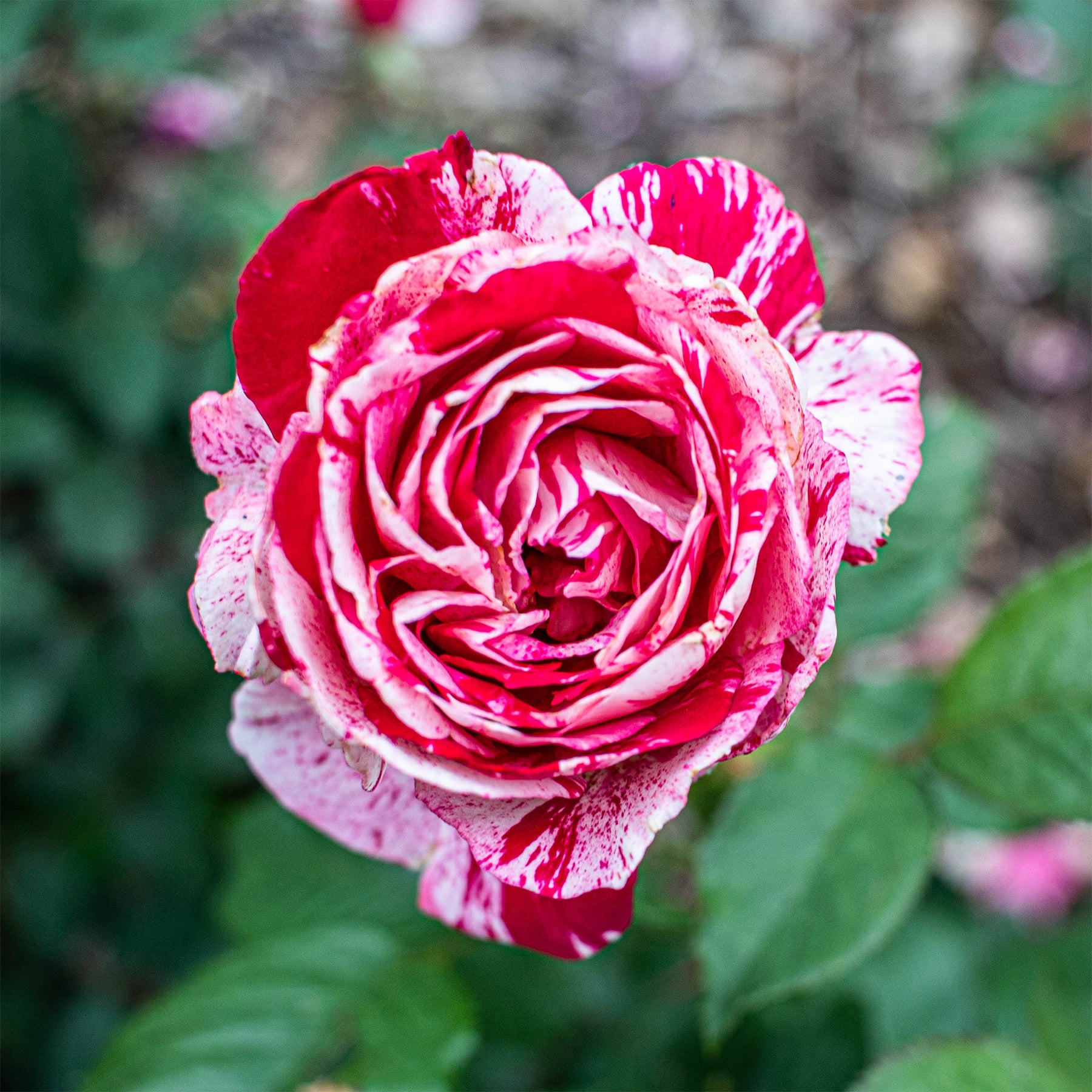 Roos 'Candy Stripe' - Willemse