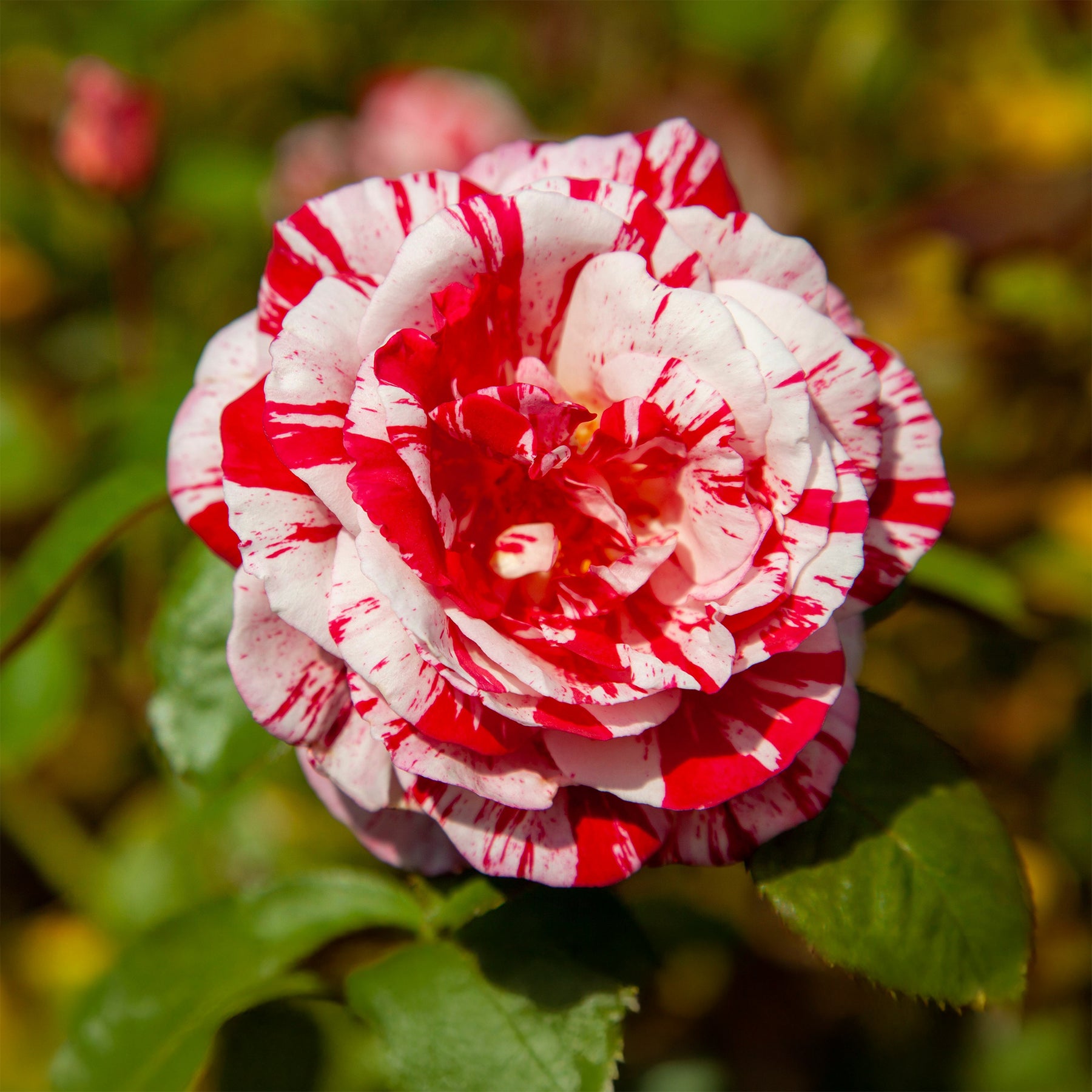 Rosa Candy Stripe - Roos 'Candy Stripe' - Rozen