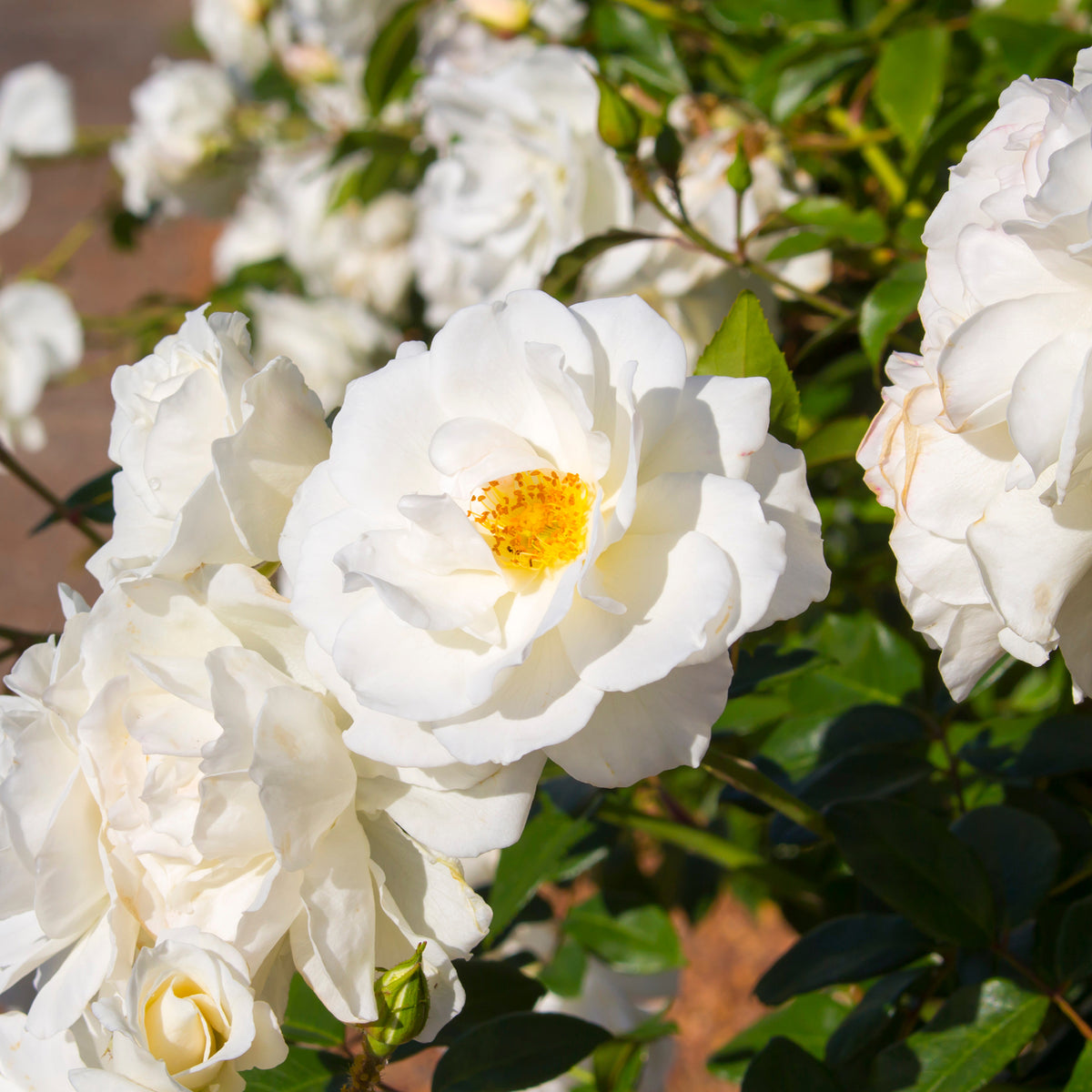 Roos 'Iceberg' - Willemse