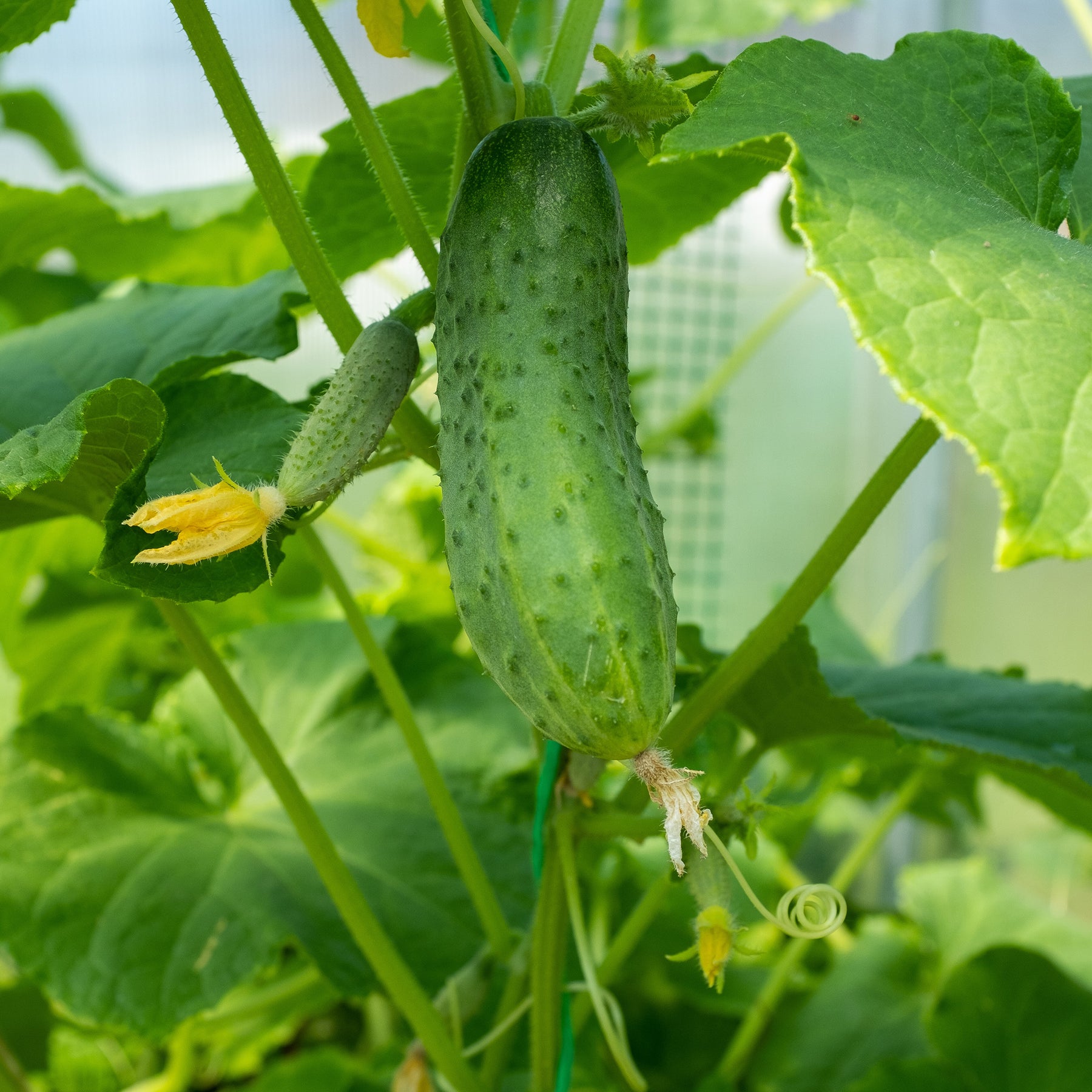 Komkommer 'Regal F1' - Willemse