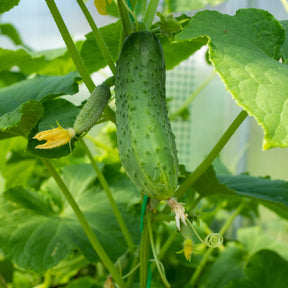 Komkommer 'Regal F1' - Willemse