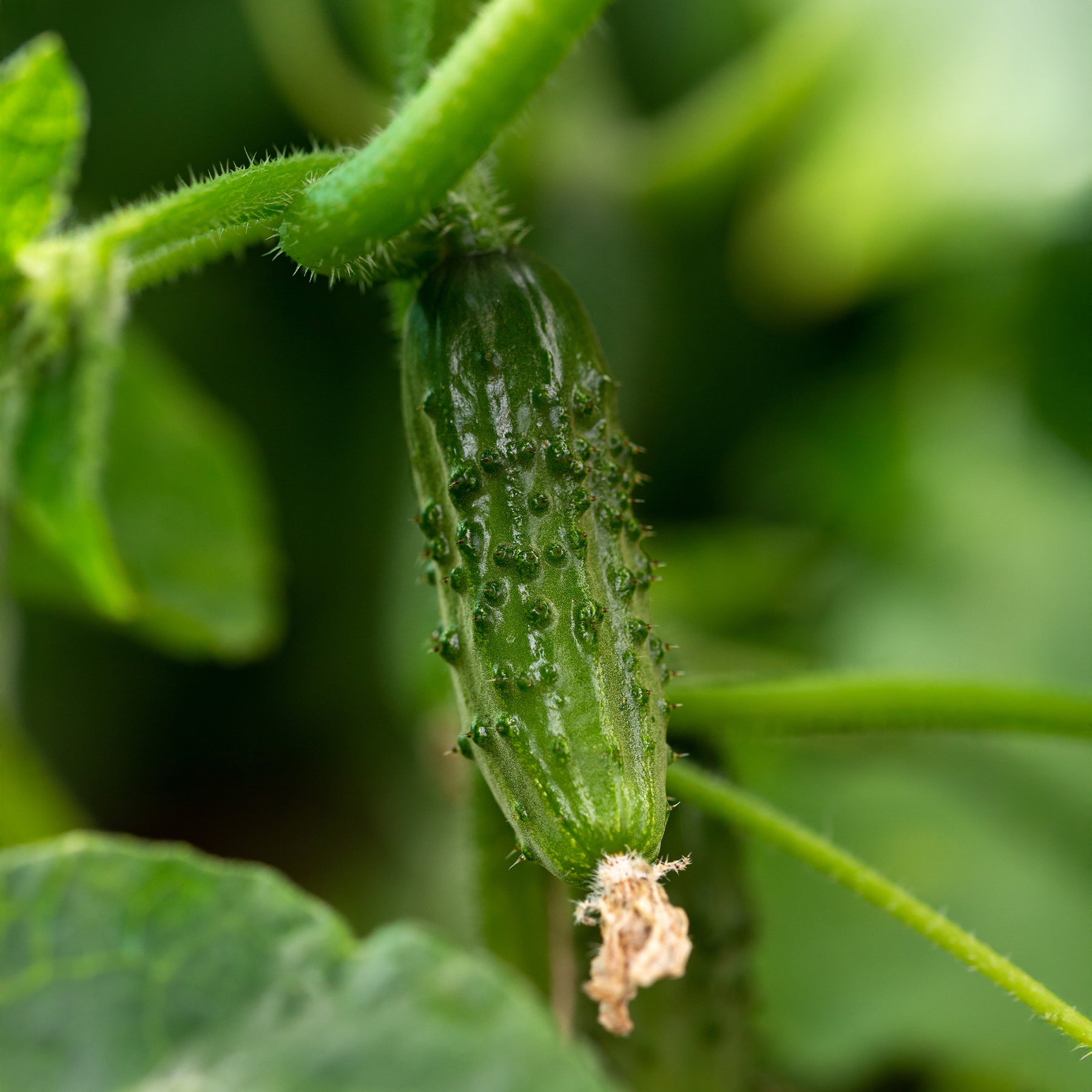 Komkommer 'Regal F1' - Cucumis sativus regal - Willemse