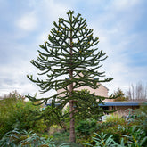 Apenboom - Araucaria imbricata - Willemse