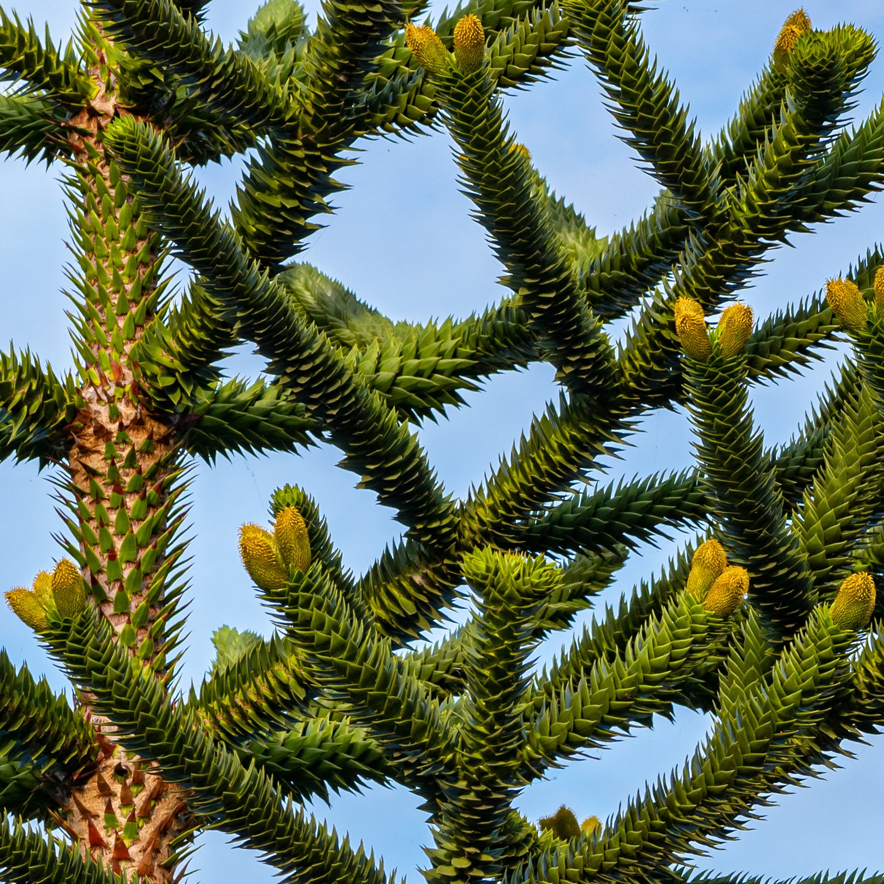 Coniferen - Apenboom - Araucaria imbricata