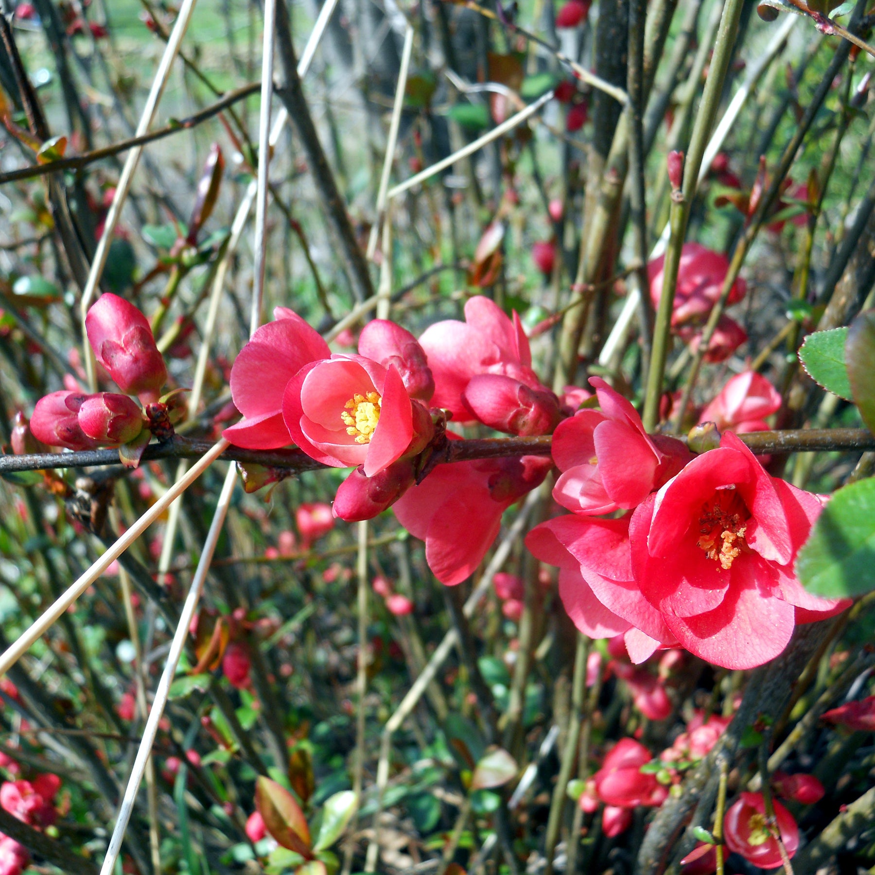 Japanse kwee 'Cido' - Chaenomeles japonica Cido - Willemse