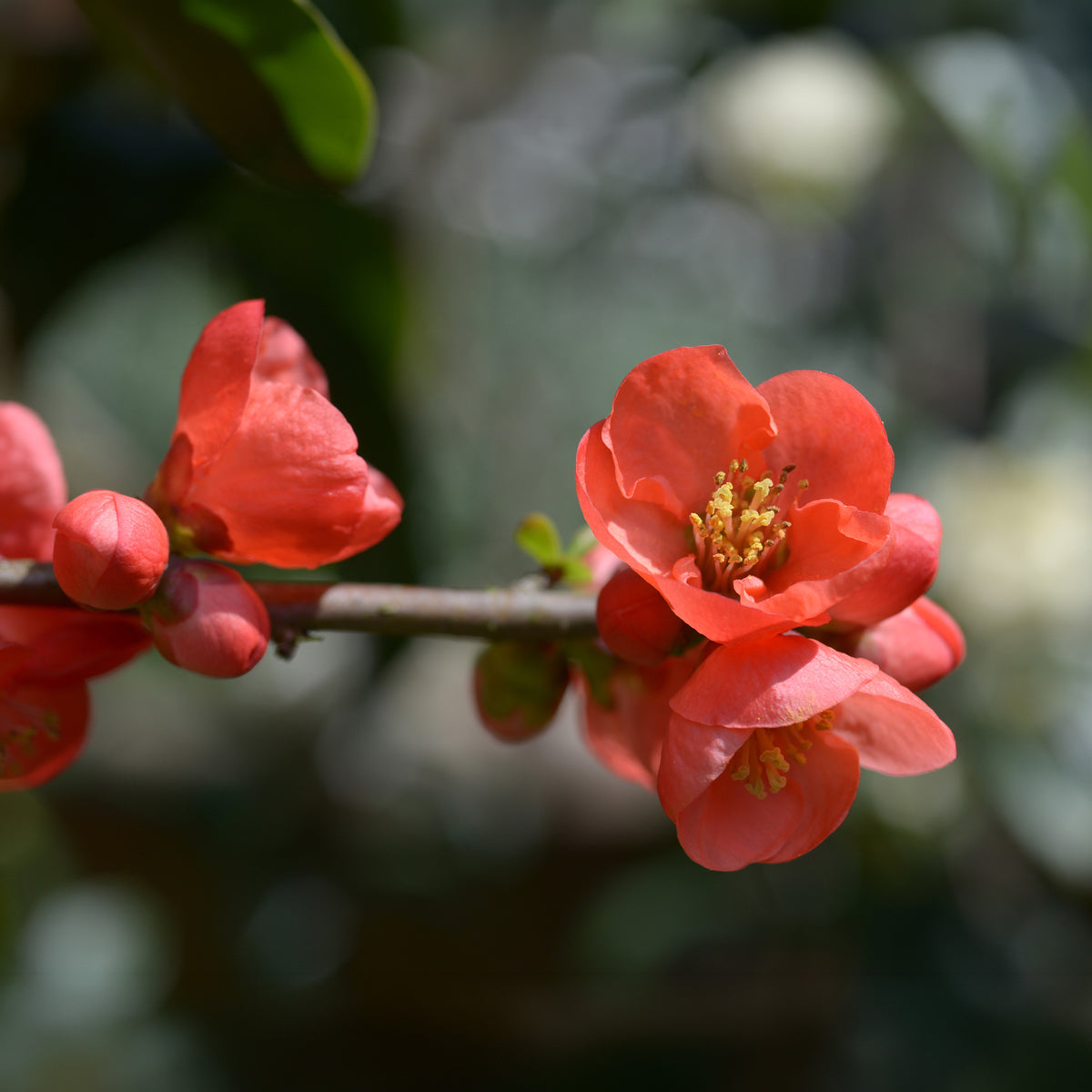 Japanse kwee 'Cido' - Chaenomeles japonica Cido - Willemse