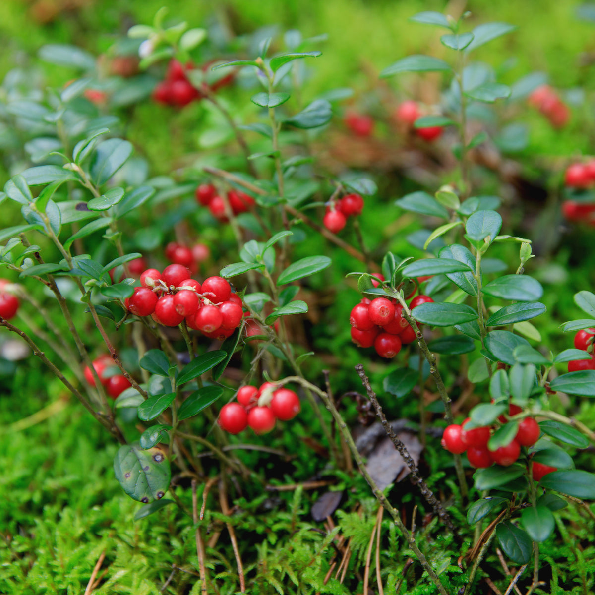 Vossenbes 'Miss Cherry'® - Vaccinium vitis idaea miss cherry ® (meliro) - Willemse