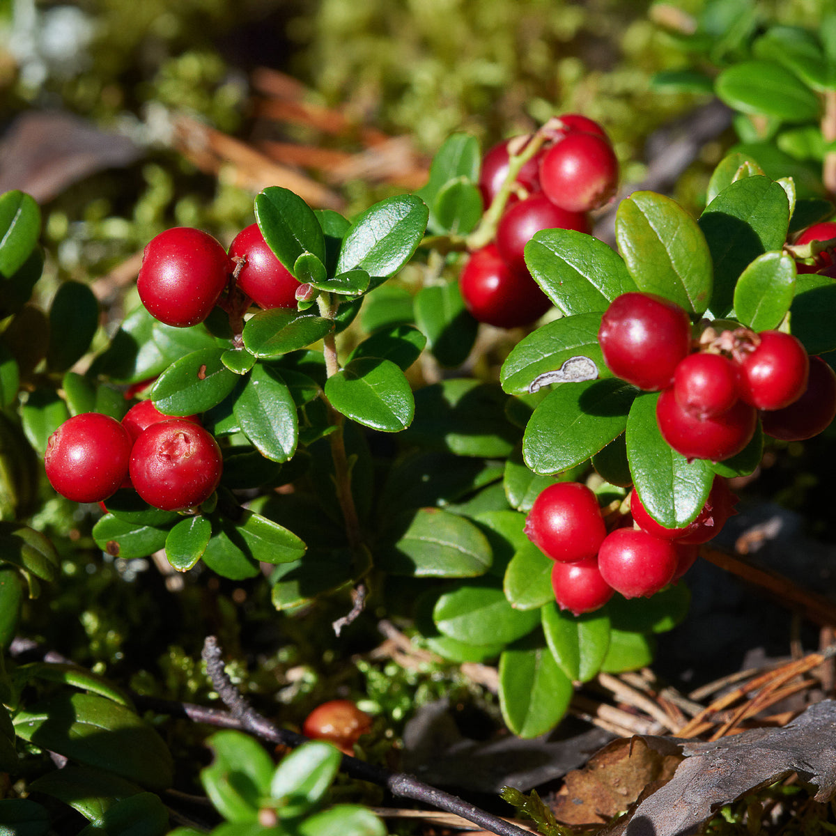 Vossenbes 'Miss Cherry'® - Willemse