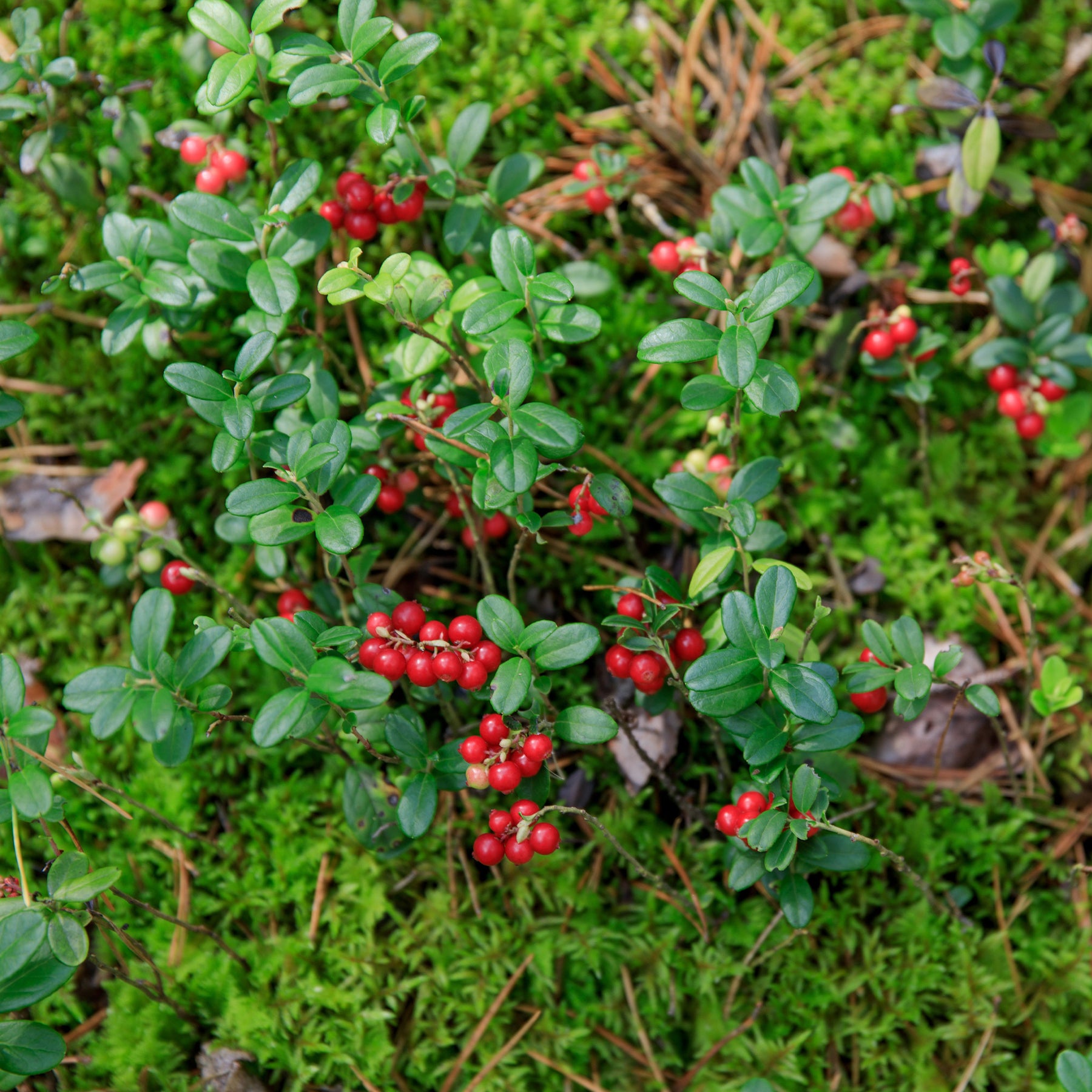 Blauwe bes - Vossenbes 'Miss Cherry'® - Vaccinium vitis idaea miss cherry ® (meliro)