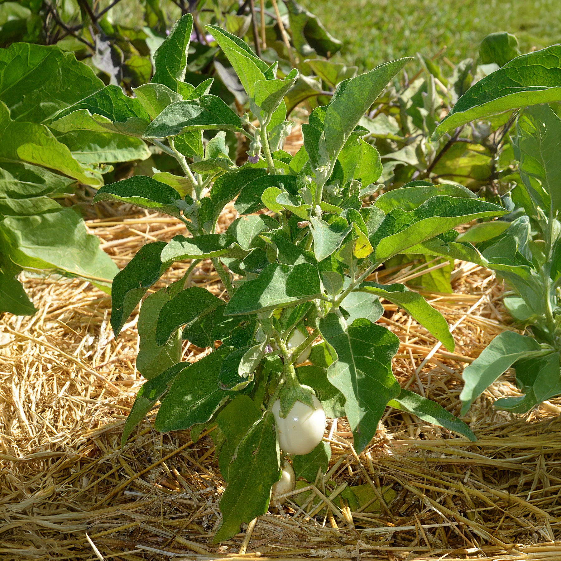 Solanum melongena blanche ronde à oeufs - Aubergine 'Rond Wit Ei' - Solanum melongena - Aubergine