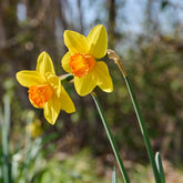 Narcissen 'Fortune' (x10) - Narcissus fortune - Willemse