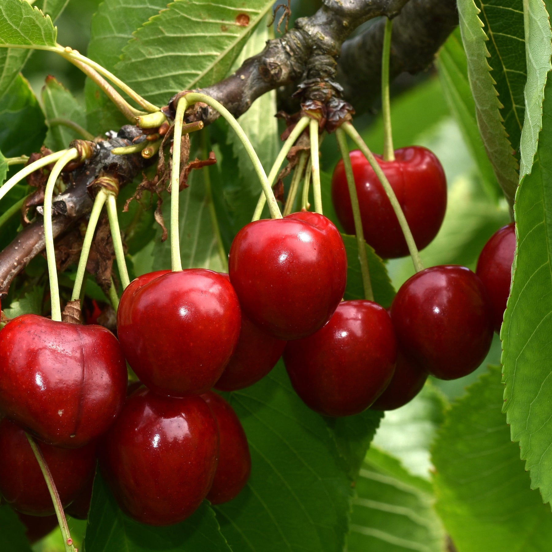 Zoete kers 'Summit' - Willemse