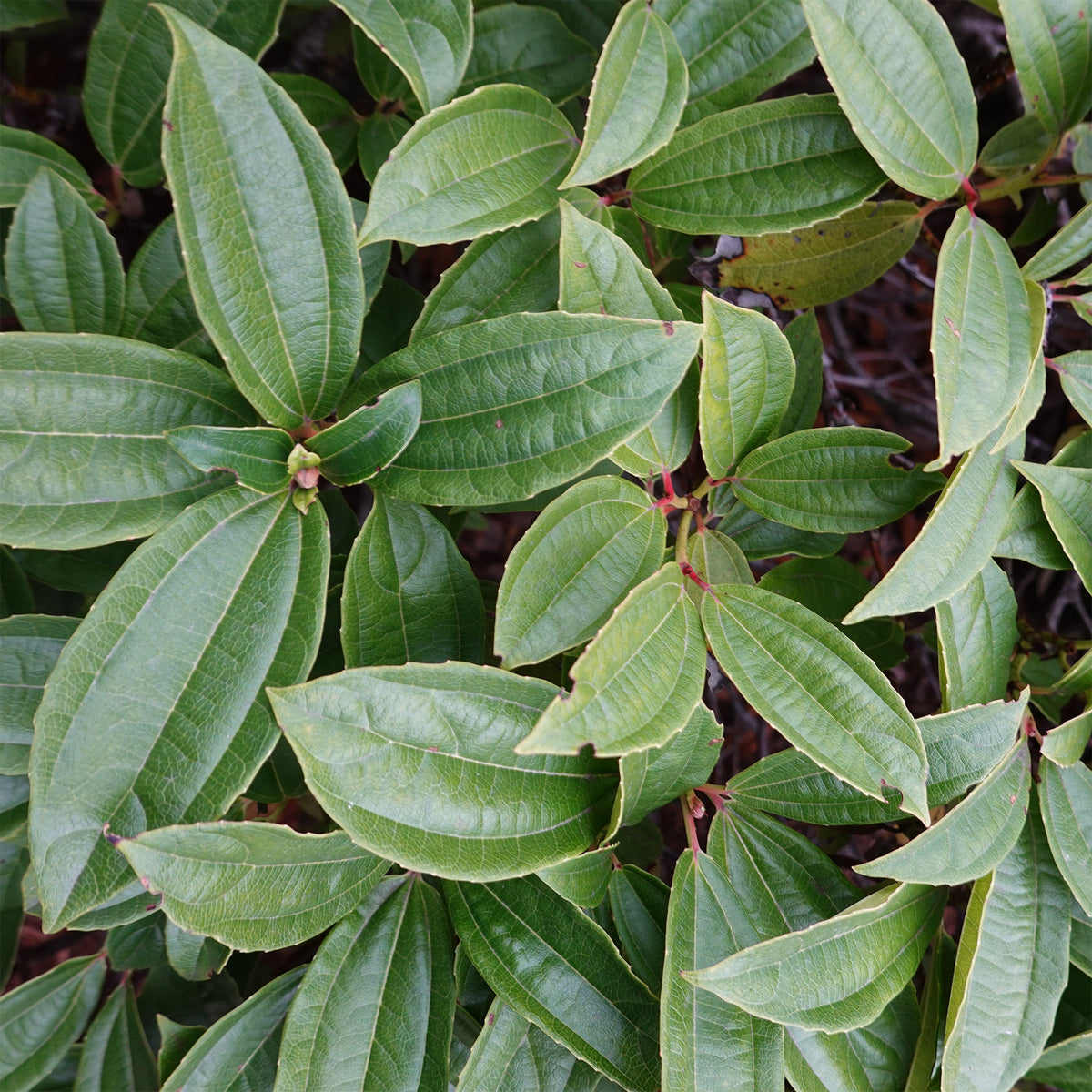 Sneeuwbal Davidii - Viburnum davidii - Willemse