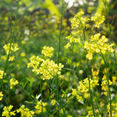Witte mosterd - Sinapis alba - Willemse