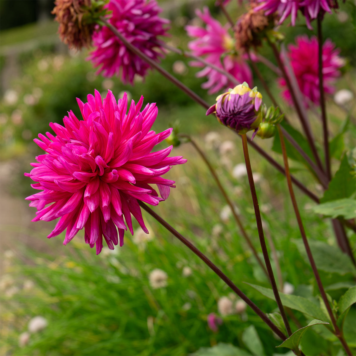 Dahlia Purple Gem - Dahlia 'Purple Gem' (x3) - Dahlia 