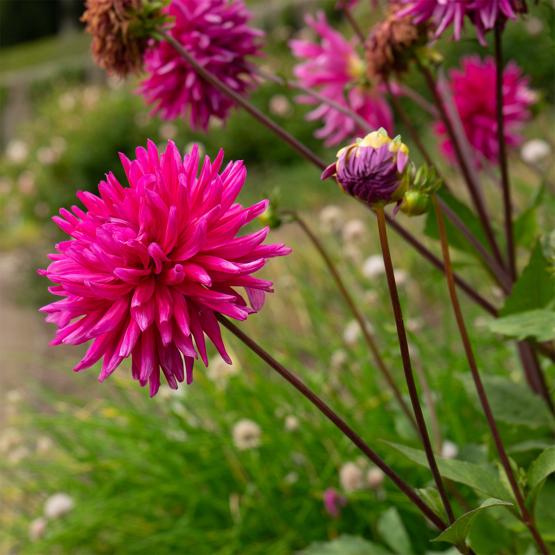 Dahlia Purple Gem - Dahlia 'Purple Gem' (x3) - Dahlia 