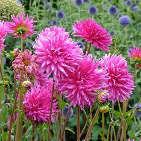 Dahlia 'Purple Gem' (x3) - Willemse