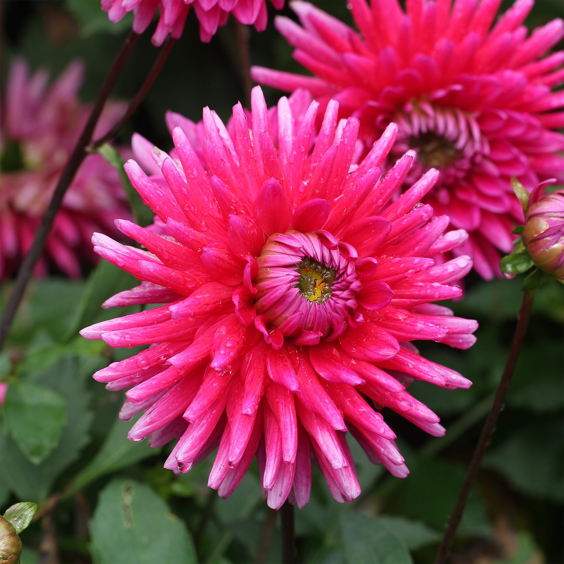 Dahlia 'Purple Gem' (x3) - Dahlia Purple Gem - Willemse