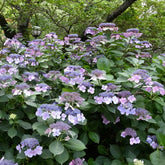 Boerenhortensia 'Blueberry Cheesecake' - Willemse