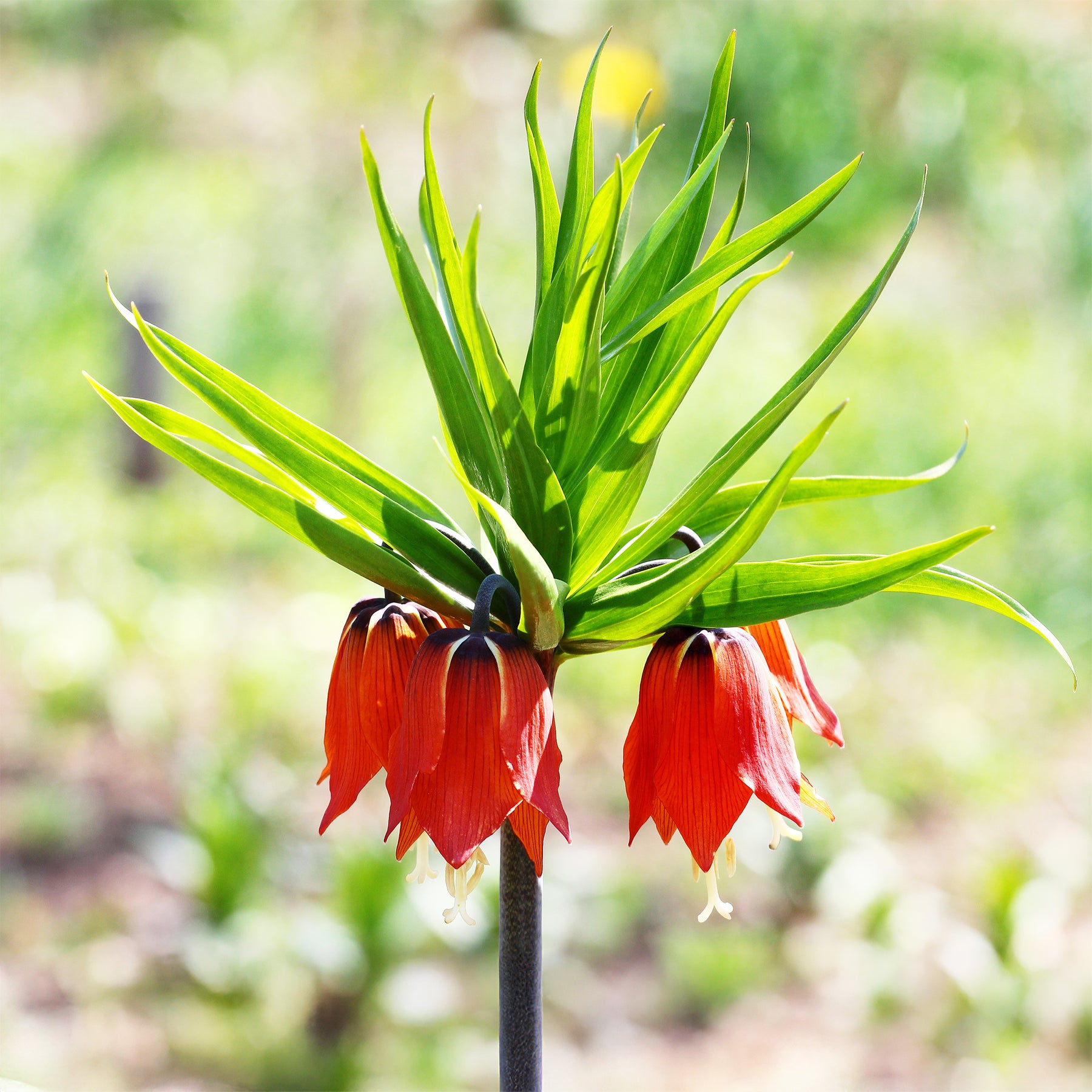Keizerskroon Rubra - Fritillaria imperialis rubra - Willemse