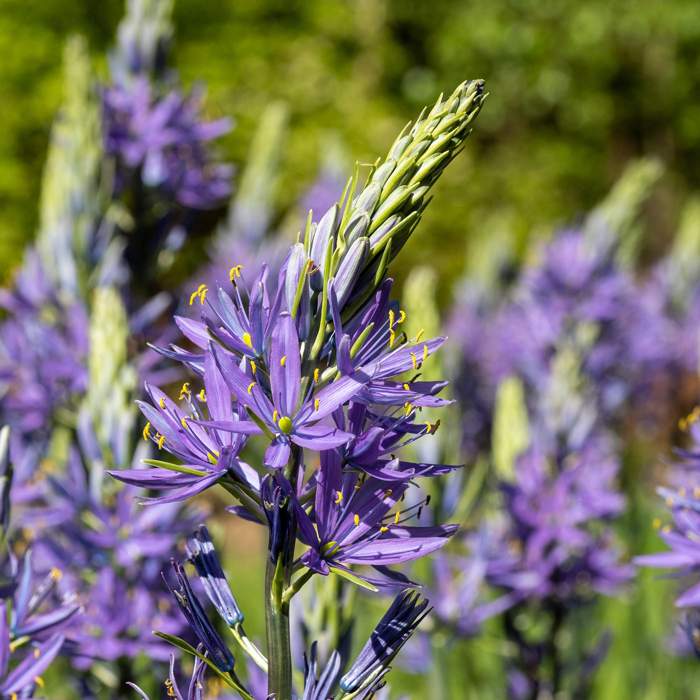 Camassia Leichtlinii Caerulea (x5) - Willemse