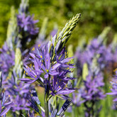 Camassia Leichtlinii Caerulea (x5) - Willemse