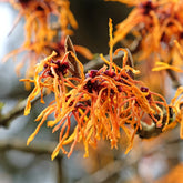 Toverhazelaar - Hamamelis x intermedia aphrodite - Willemse