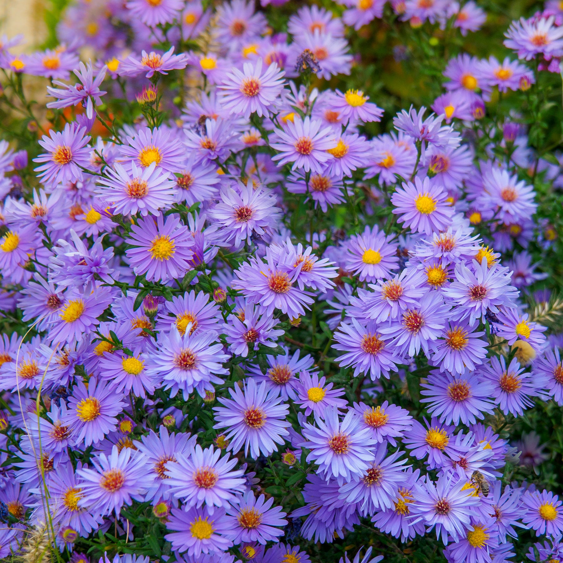 Wood's light blue Herfstasterren - Willemse