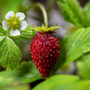 Bosaardbei 'Reine des Vallées' - Fragaria vesca reine des vallées - Willemse