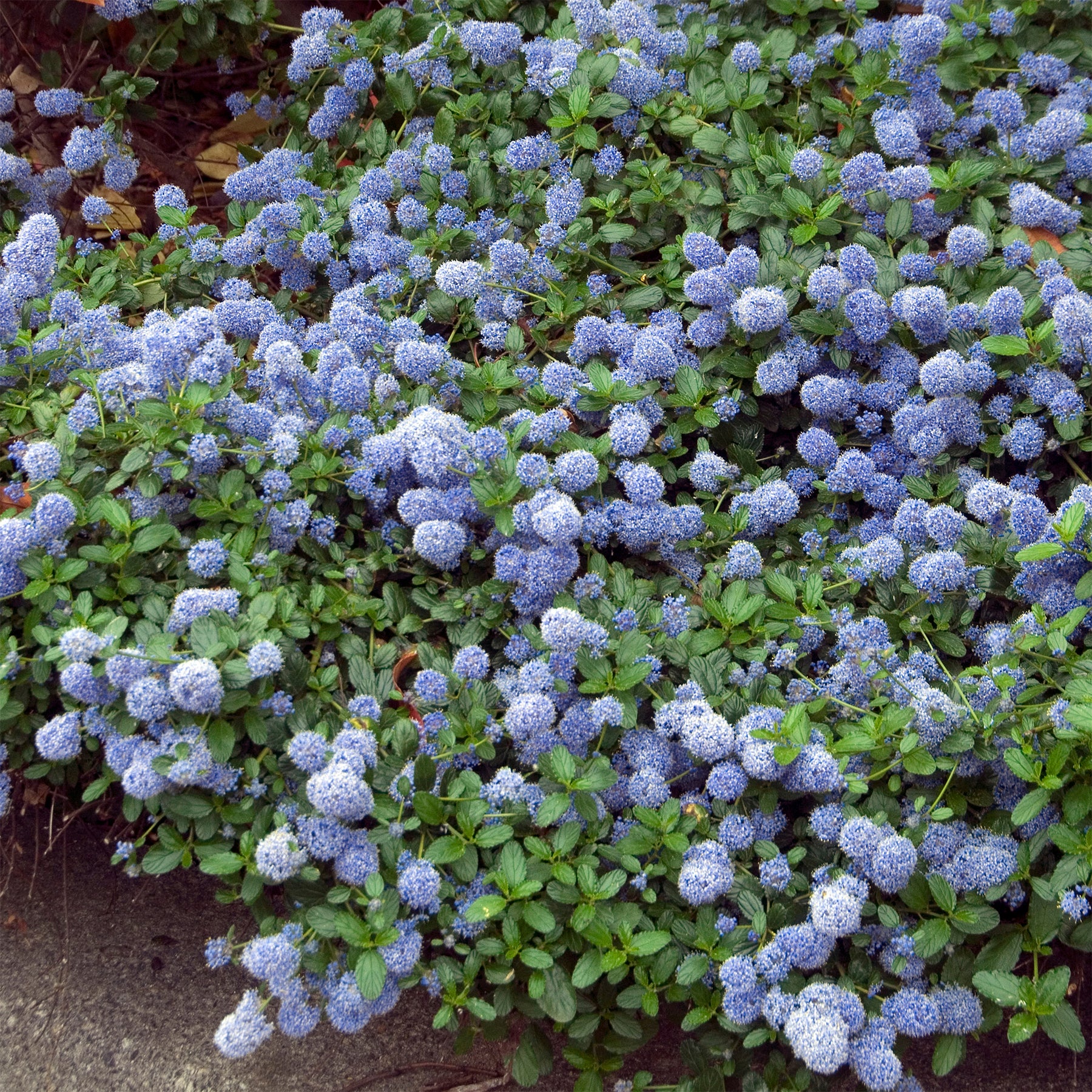 Ceanothus thyrsiflorus repens - Amerikaanse sering 'Repens' - Ceanothus - Californische sering